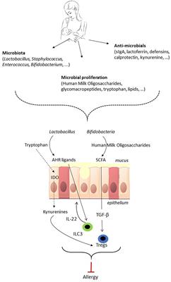 Shaping the Gut Microbiota by Breastfeeding: The Gateway to Allergy Prevention?